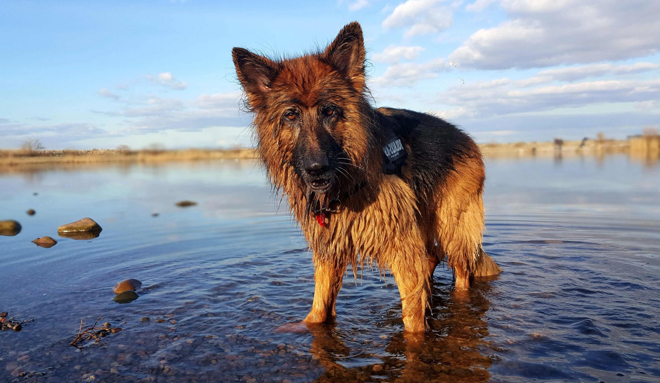 The image features a German Shepherd standing in shallow water, looking quite wet. The setting is serene, with a calm body of water and a clear sky in the background. The dog appears to be enjoying an adventure, as it's wearing a harness. It's a delightful capture of a joyful moment in nature, evoking a sense of tranquility.
