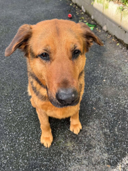 Buster waiting for adoption
