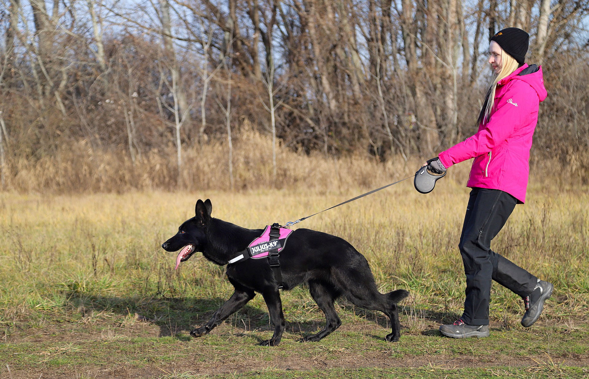 Volunteer Role / Dog Assessments