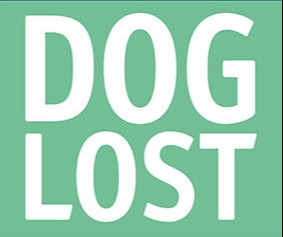 Dog Lost