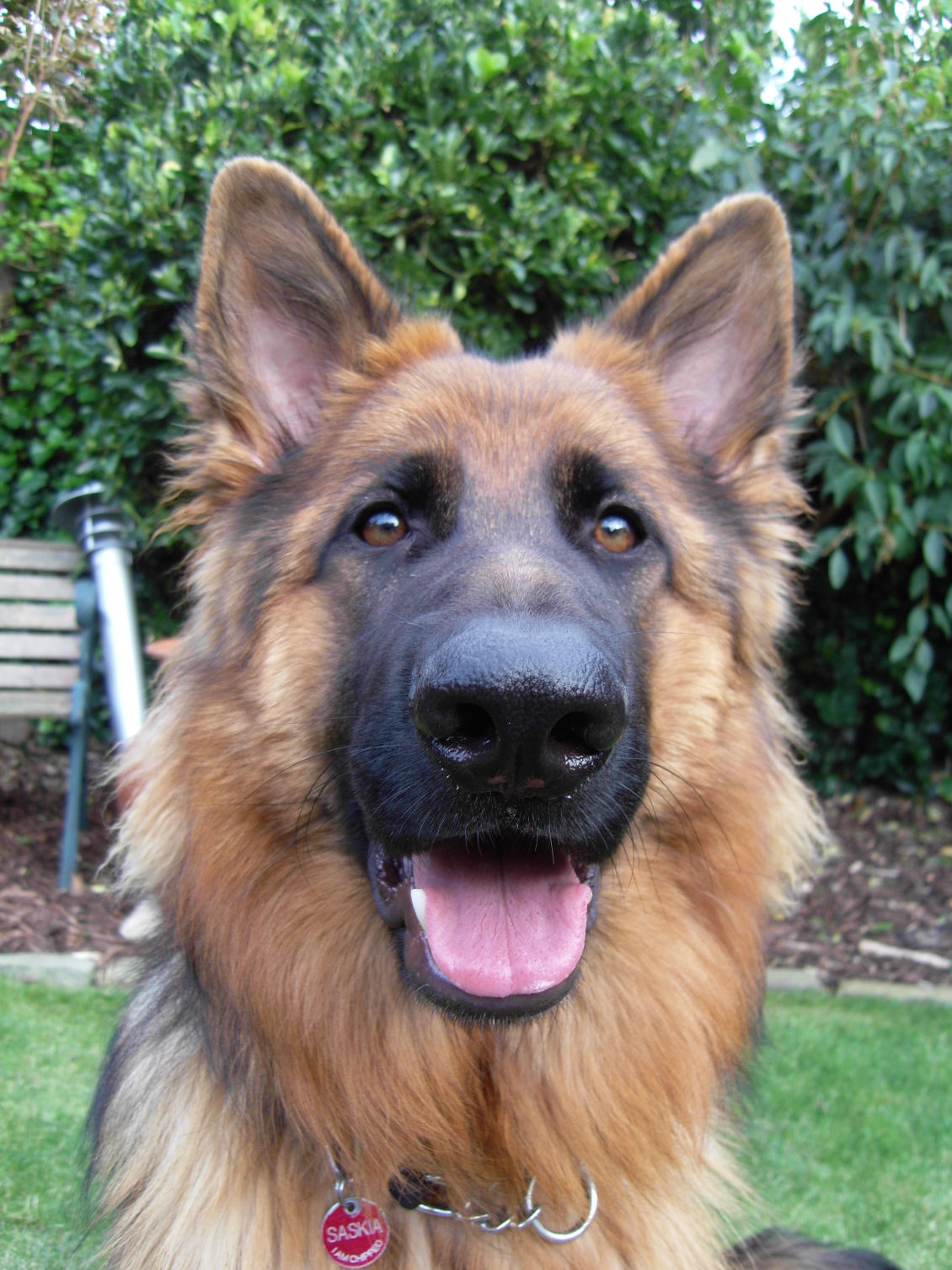 German Shepherd Adoption Form